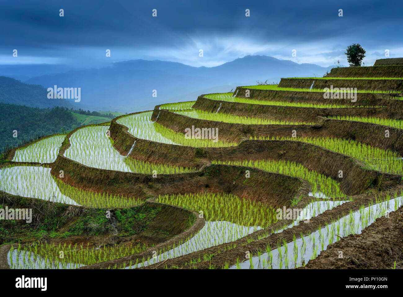 Terraced rice fields, Pa Pong Piang, Doi Inthanon National Park, Chiang Mai, Thailand Stock Photo