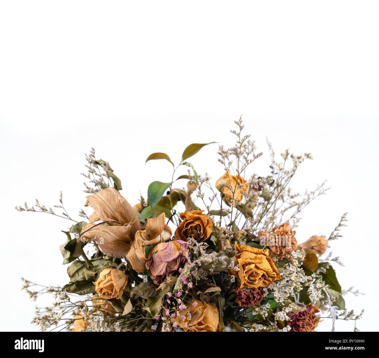 dried flowers isolated on white background Stock Photo - Alamy