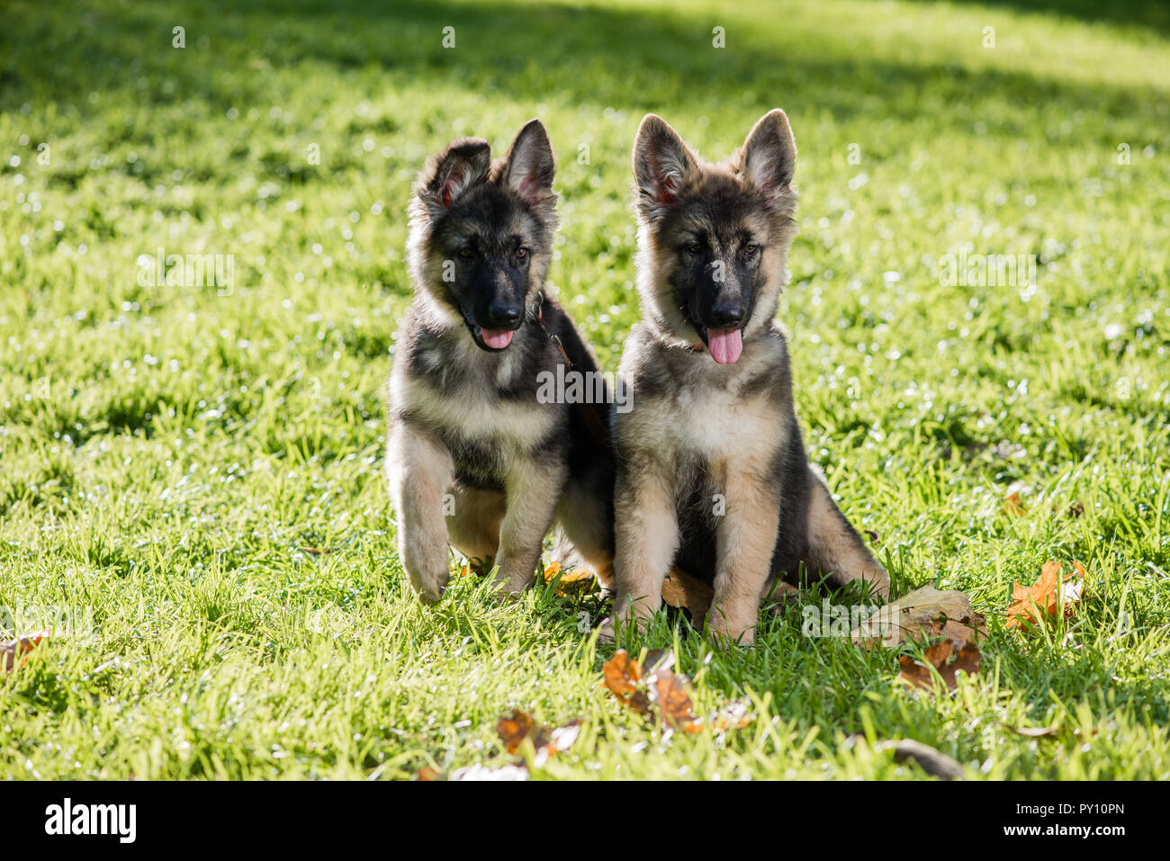 Cute puppies dogs at the green grass Stock Photo - Alamy