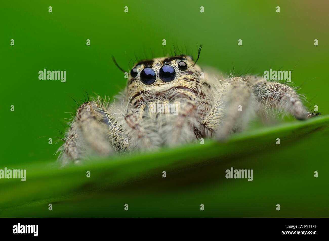 Close-up of a spider on a leaf, Malaysia Stock Photo