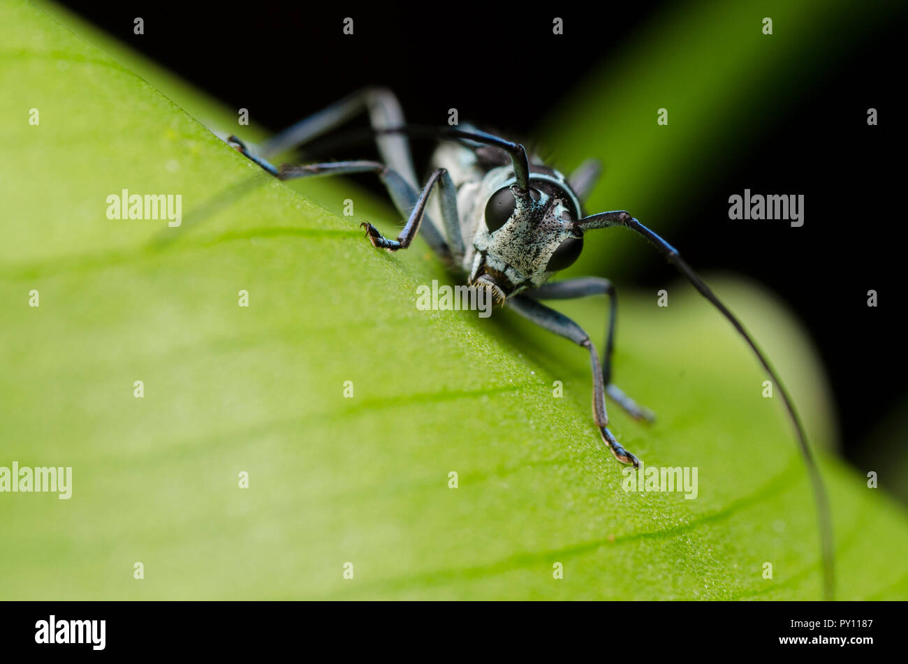 Longhorn beetle, Malaysia Stock Photo Alamy