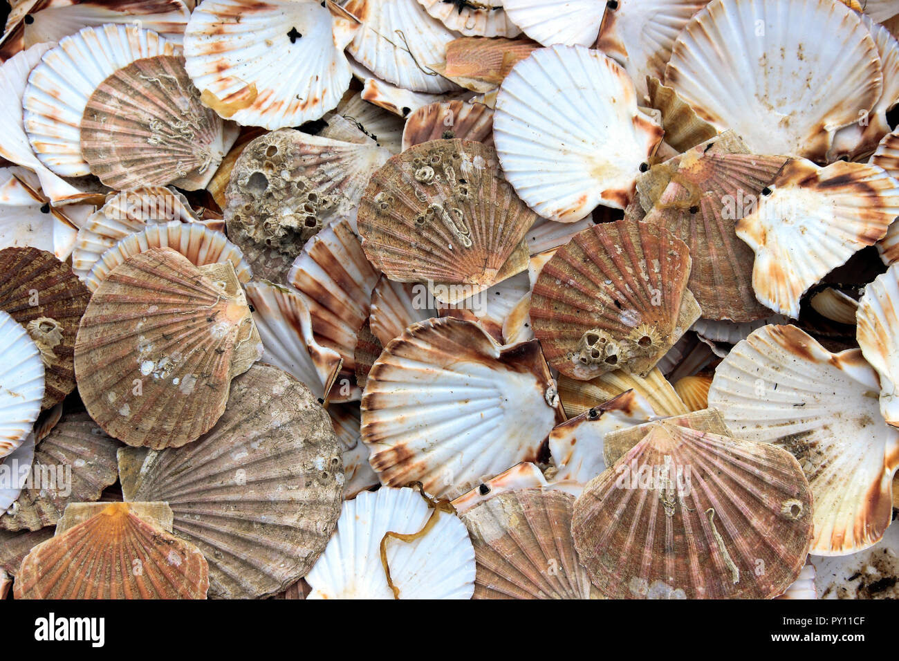 Scallop shells, Loch Alsh,Scottish Highlands, Scotland, UK Stock Photo