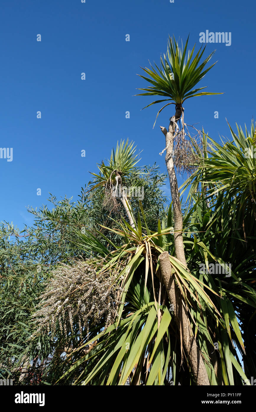 Mature Cordylines growing outdoors in the South of England, UK Stock Photo