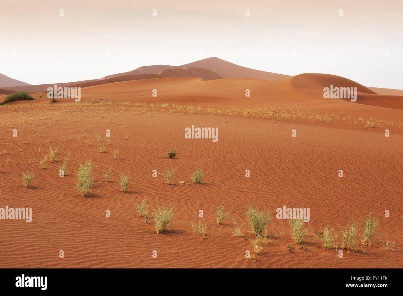 Namibia sand dunes in the Namib desert at Sossusvlei Namibia Africa Stock Photo