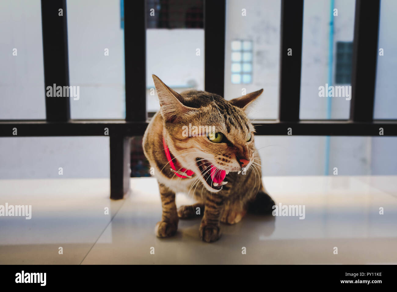 Angry cat hi-res stock photography and images - Alamy