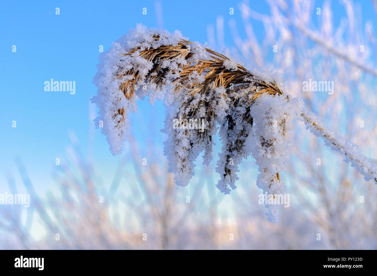 Winter landscape with snowy spike plants, closeup view Stock Photo Alamy