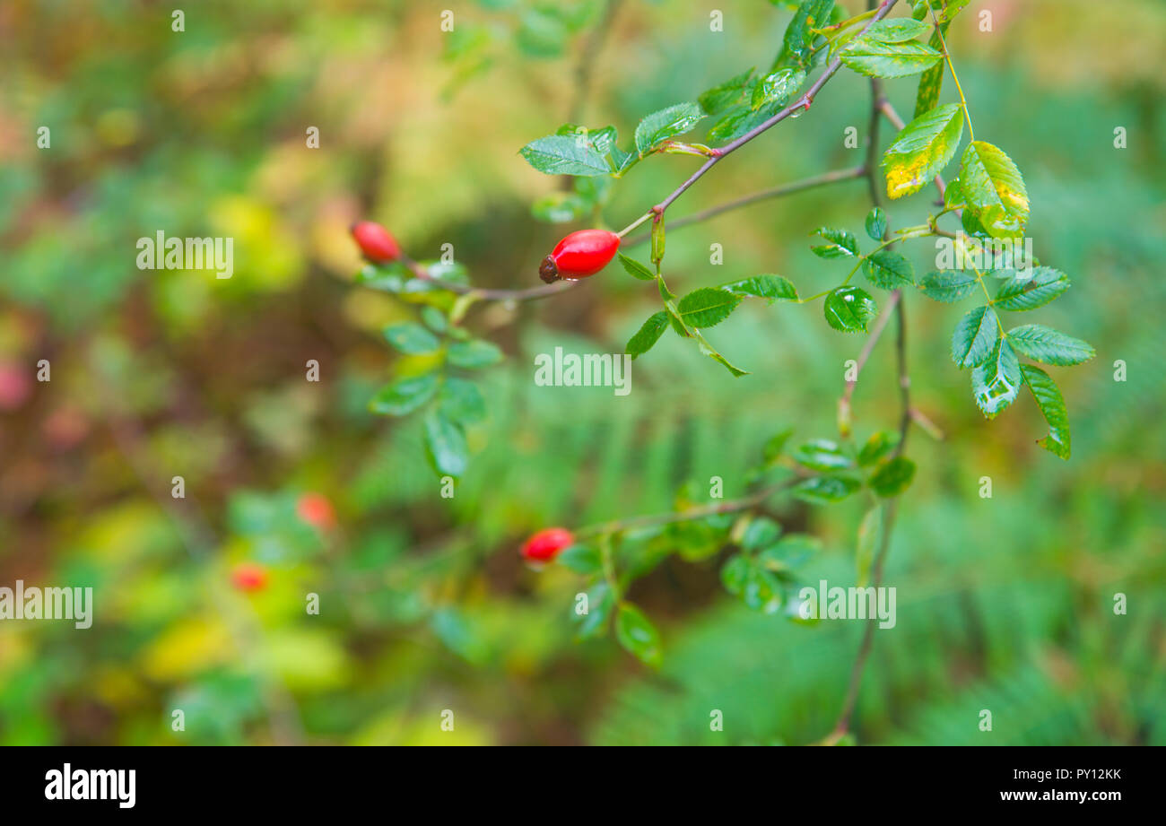 Berries of wild rose. Stock Photo