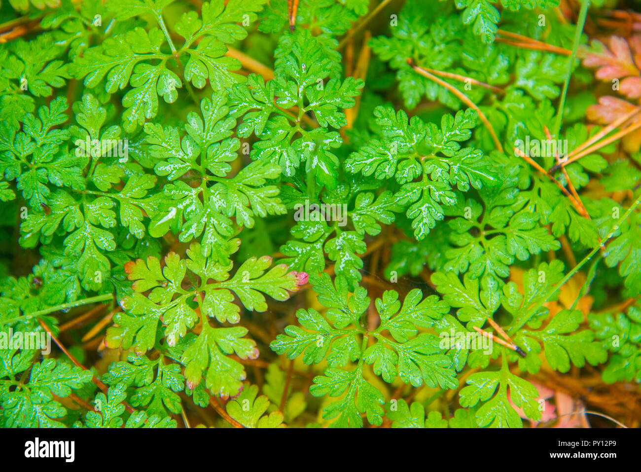 Green leaves. Stock Photo