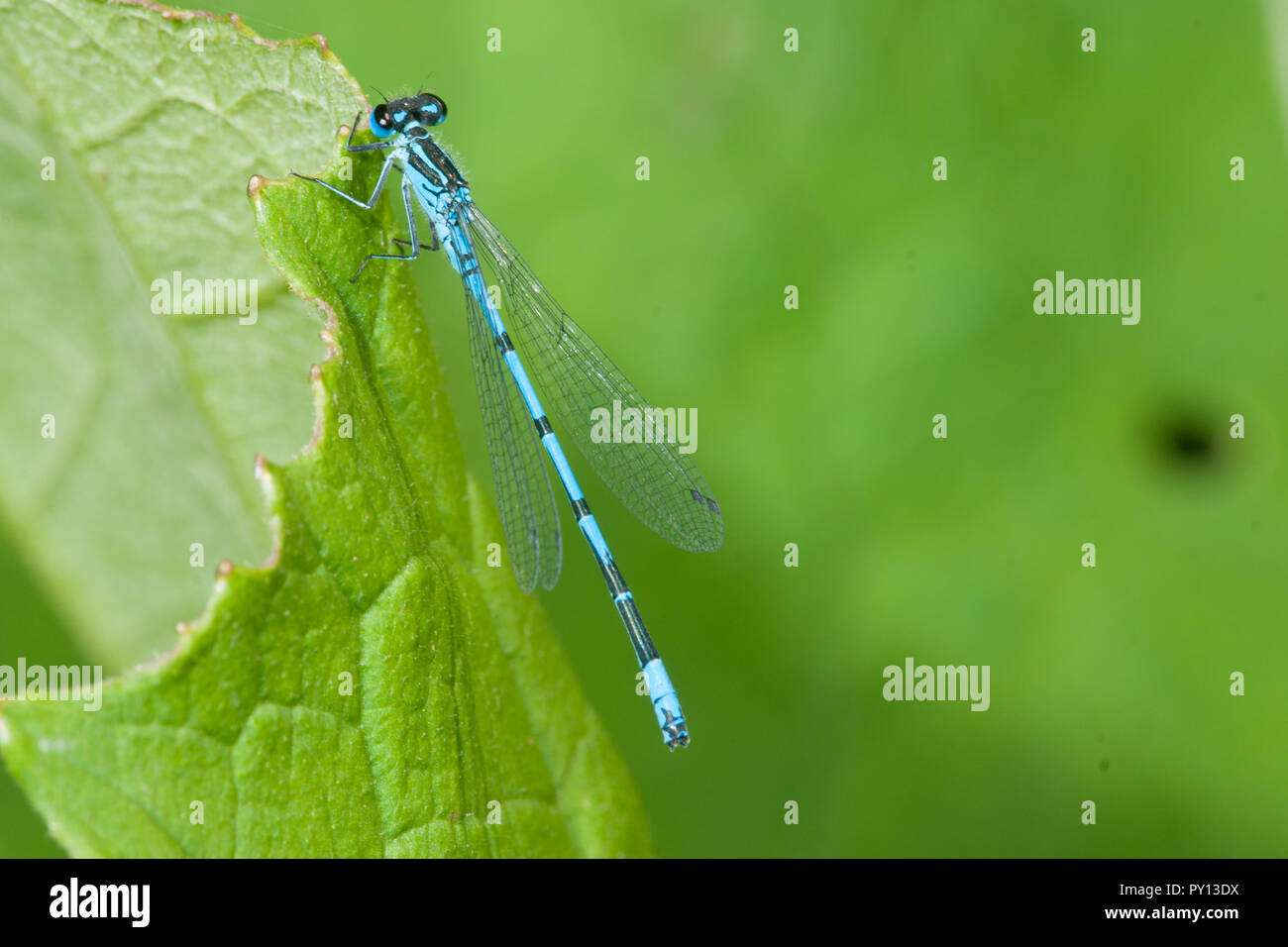 Azure Damselfly, Coenagrion puella Stock Photo - Alamy