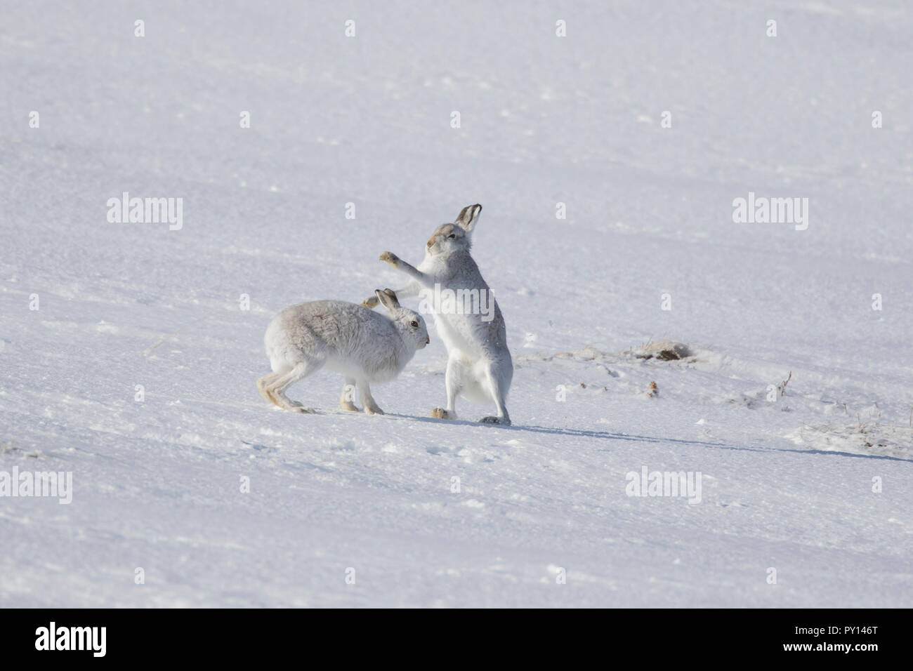 Fighting mountain hare / Alpine hares / snow hare (Lepus timidus) female in white winter pelage fending off male in the snow Stock Photo