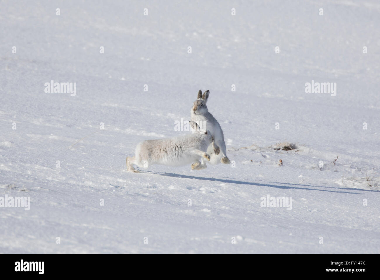Fighting mountain hare / Alpine hares / snow hare (Lepus timidus) female in white winter pelage fending off male in the snow Stock Photo