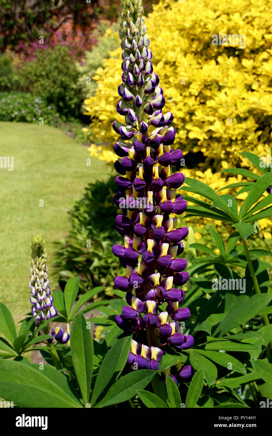 Lupinus albus hi-res stock photography and images - Alamy