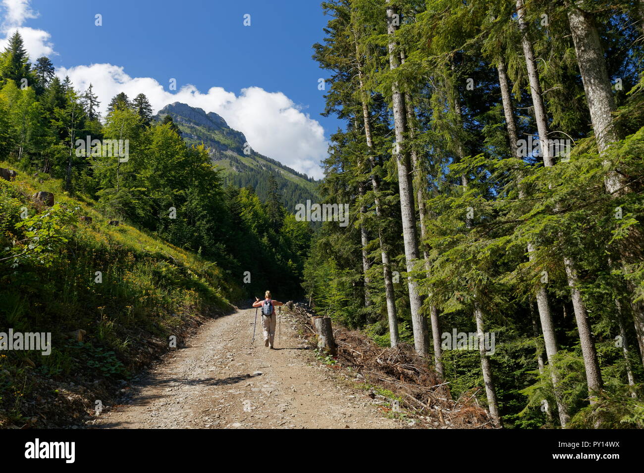 Female walker hiking through a forest on one of the trails around the La Sambuy mountain area near Faverges France Stock Photo