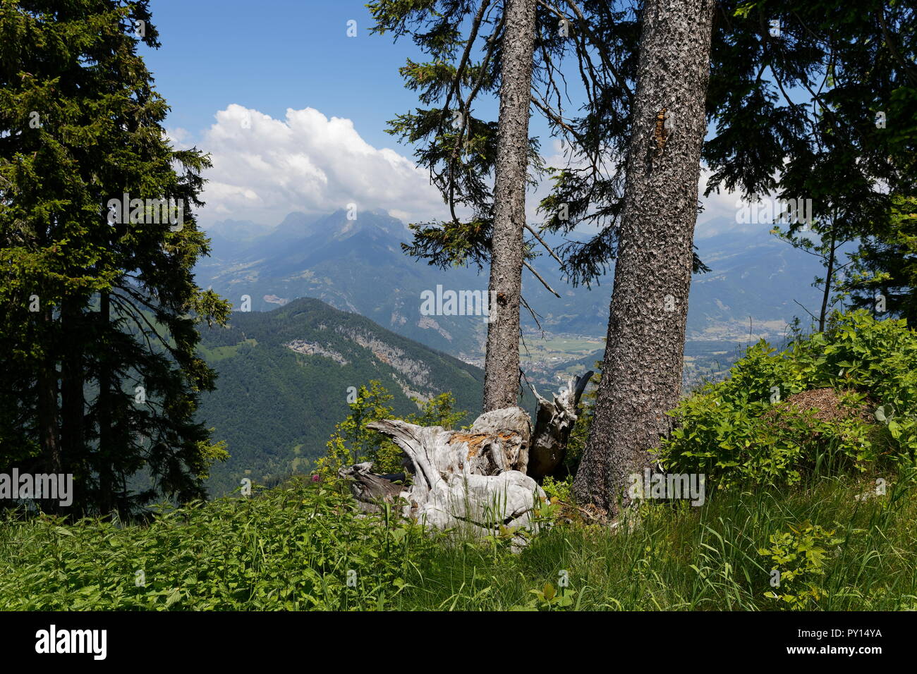 Old silver tree stump by pine trees with views to mountains from the La Sambuy mountain area near Faverges France Stock Photo