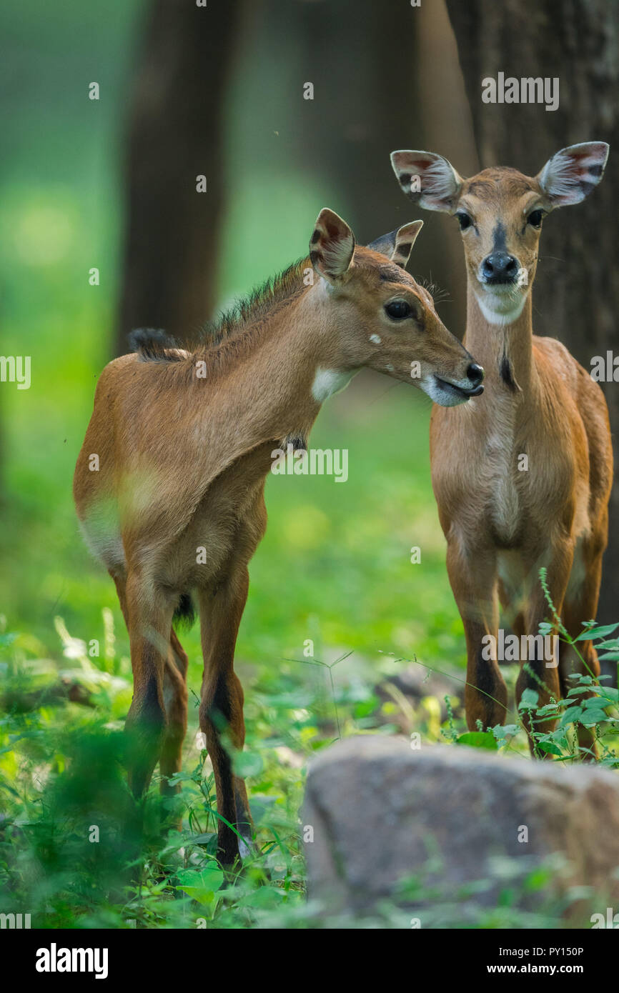 A nilgai or blue bull calf from Ranthambore Tiger Reserve Stock Photo