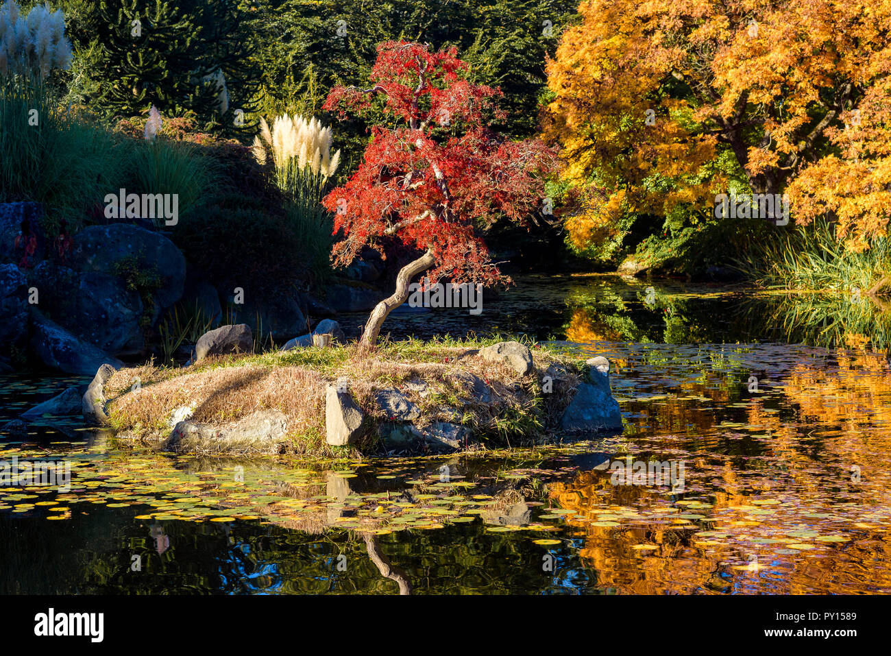 Fall colour, VanDusen Botanical Garden, Vancouver, British Columbia, Canada Stock Photo