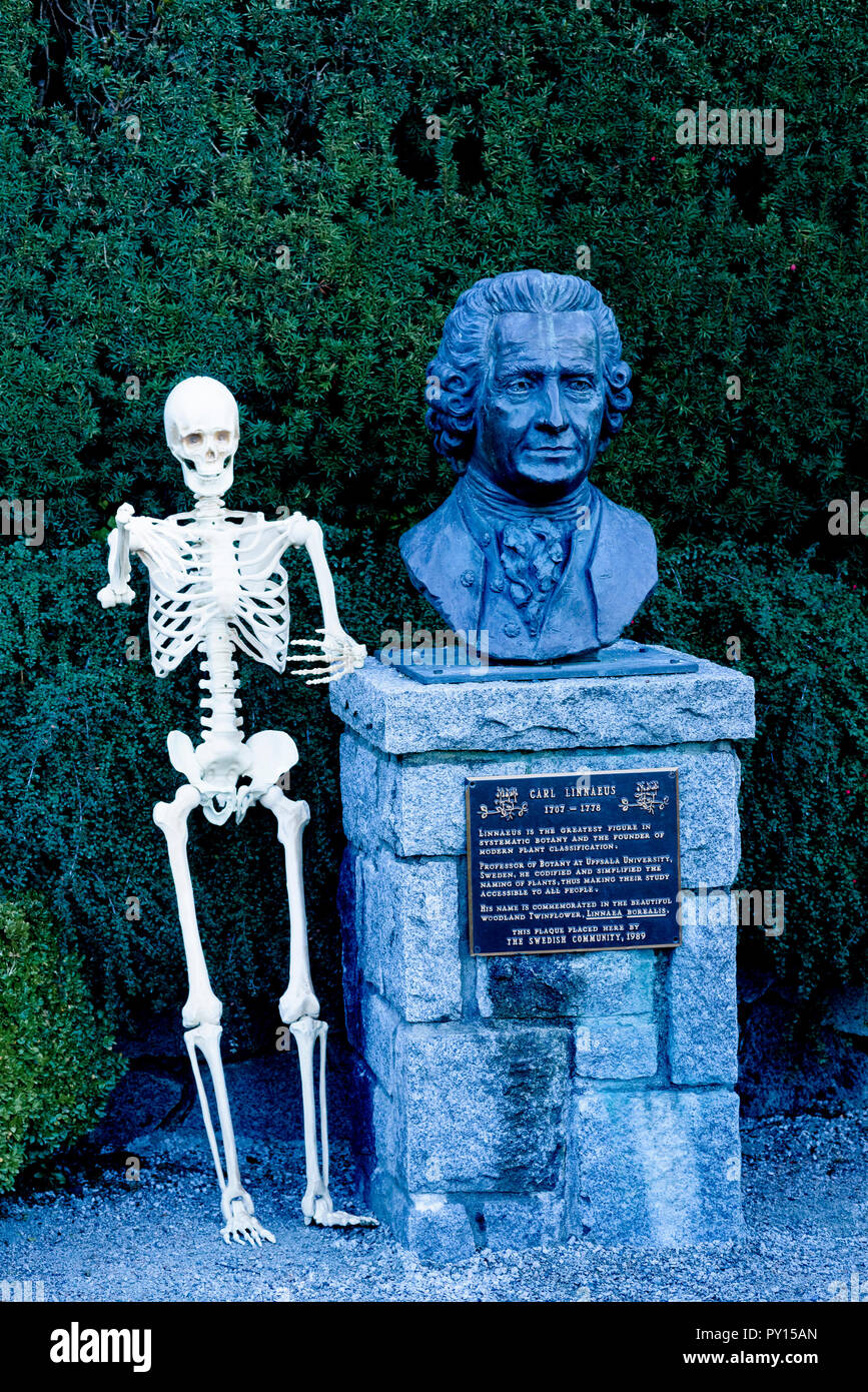 Skeleton beside bust of botanist Carl Linnaeus, Van Dusen Botanical