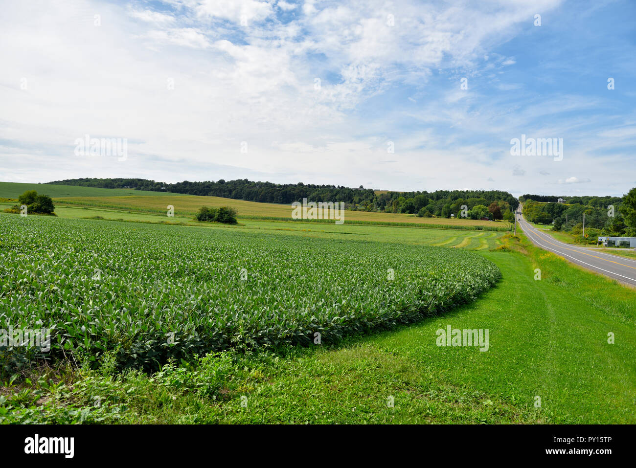 Fields of young corn in rural landscape of flat farmland in the Finger Lakes region of  New York statenear Bloomfield, NY, State Route 64, USA Stock Photo