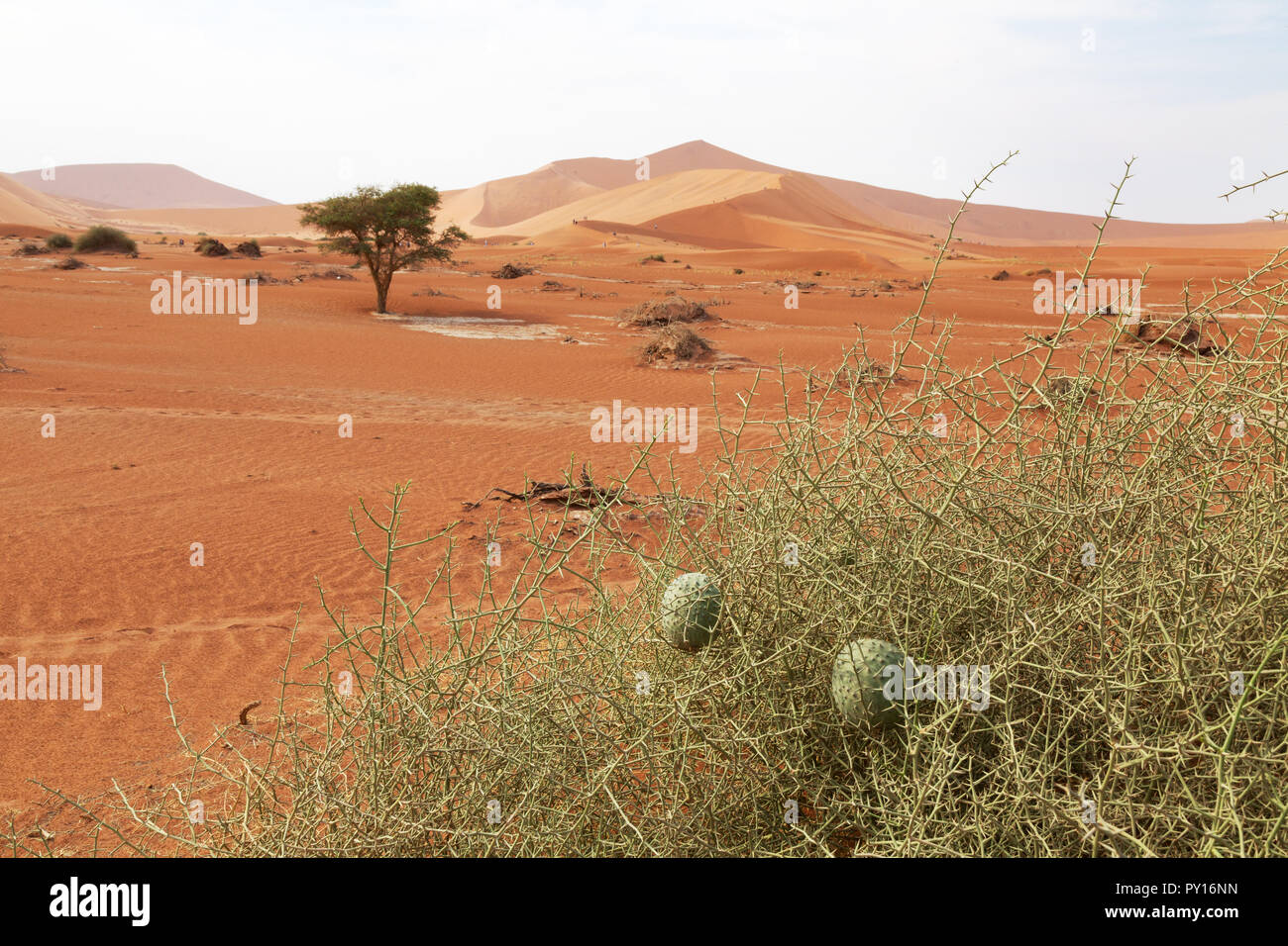 The Namibia Desert Melon, aka Nara or Naras locally, ( Acanthosicyos horridus ), the Namib desert, Sossusvlei, Namibia Africa Stock Photo
