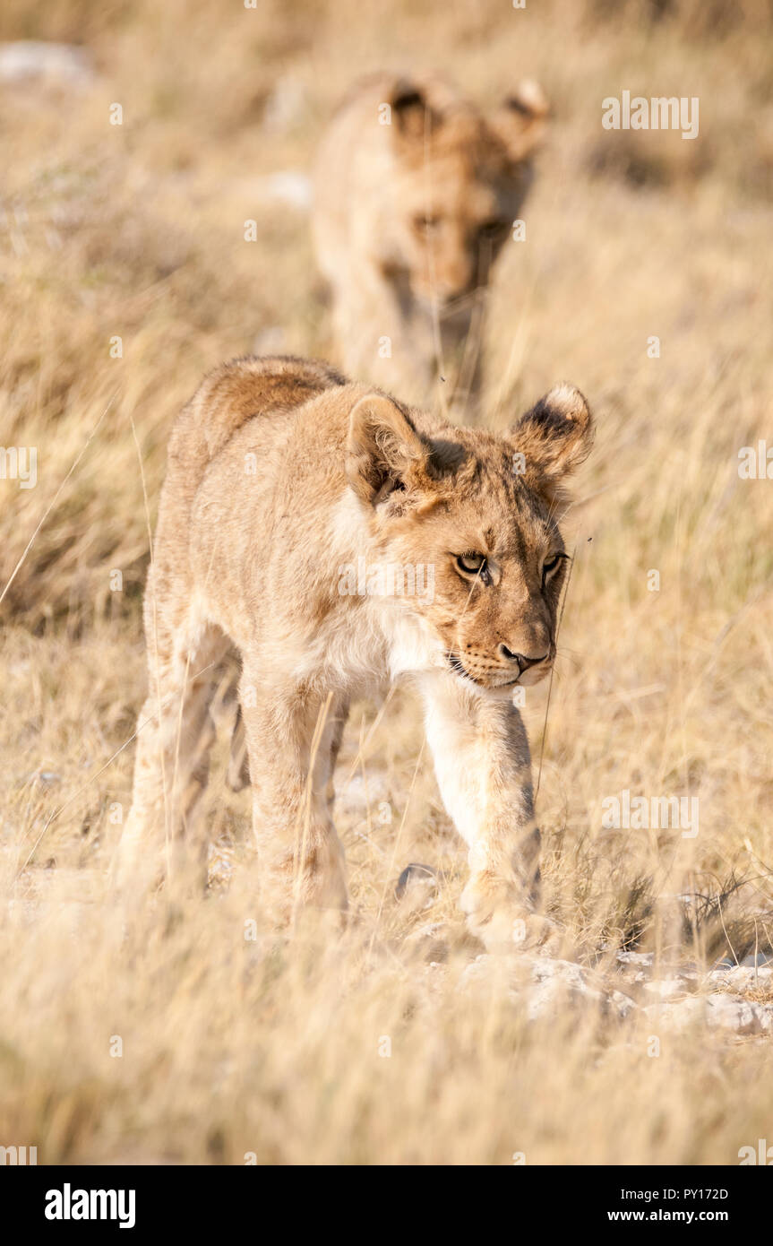 lion, Panthera leo, Etosha National Park, Namibia Stock Photo