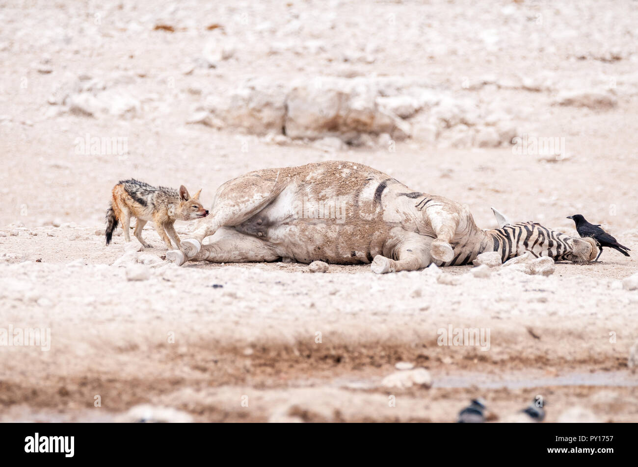 Black-backed jackal (Canis mesomelas) eating a dead common zebra (Equus quagga), Etosha National Park, Namibia Stock Photo