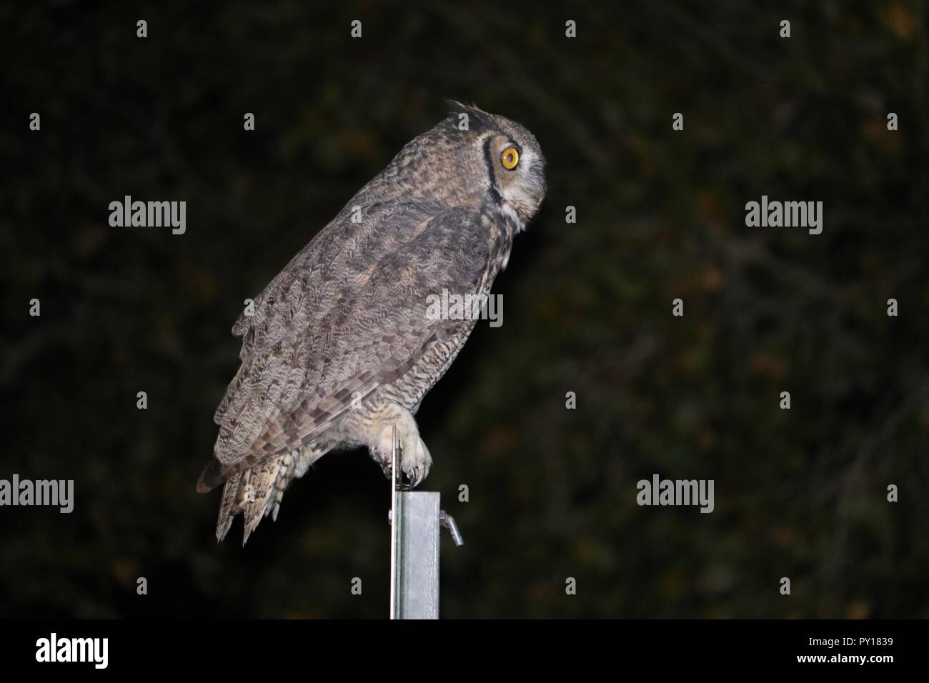 Night vision animal hi-res stock photography and images - Alamy