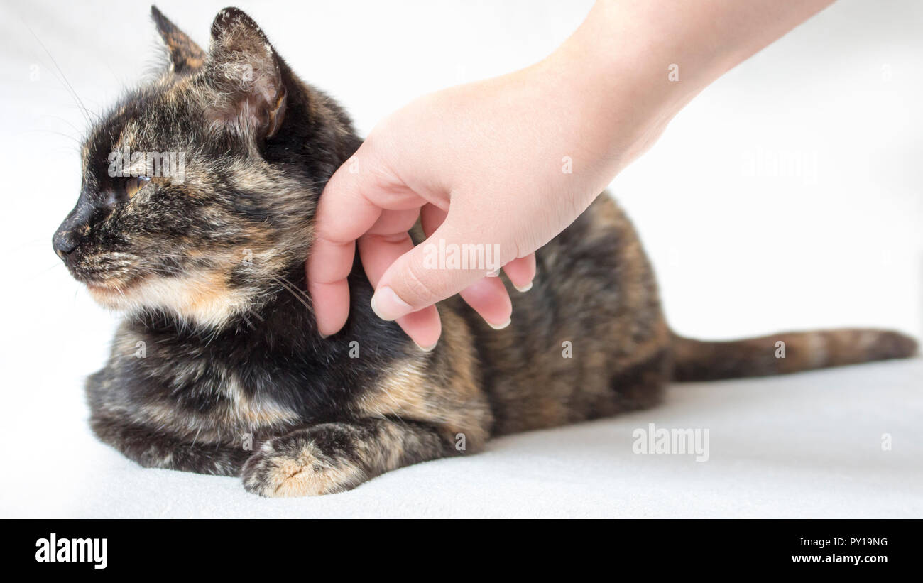 Nonchalant senior tortoiseshell cat being petted by female hand. Woman petting disinterested cat looking away. Stock Photo