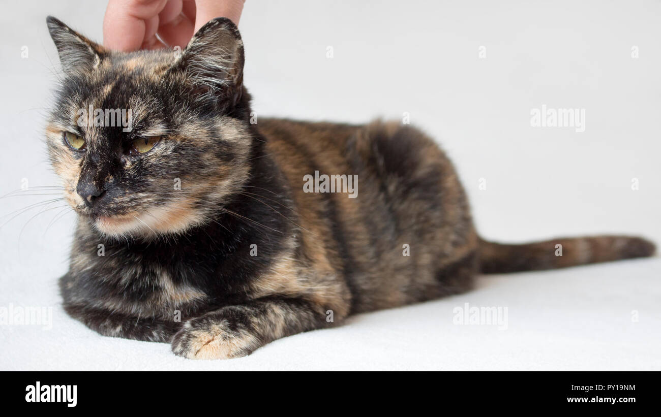 Relaxed and slightly bored senior tortoiseshell cat being petted behind neck by female hand. Cat in white background. Stock Photo