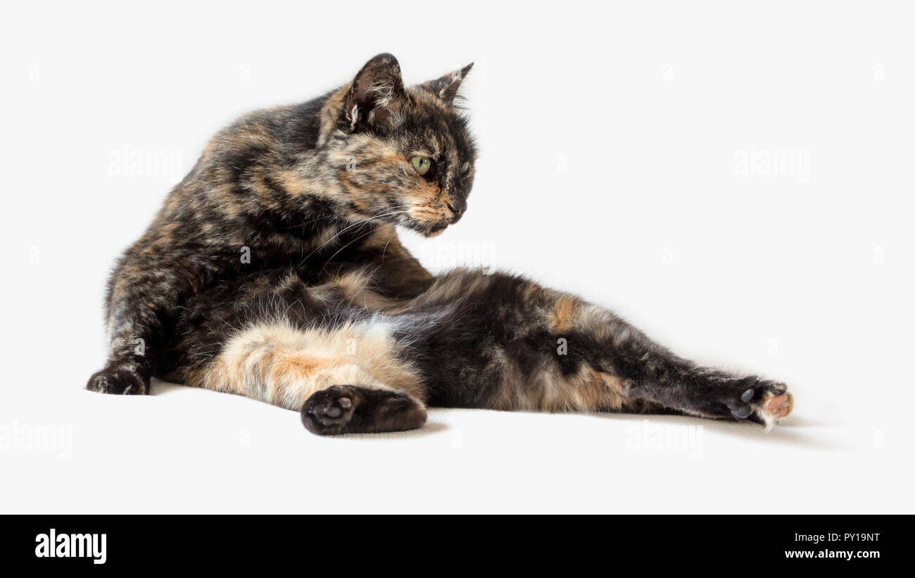 Funny tortoiseshell cat in silly pose looking at something outside view. Contortionist cat isolated in white background. Stock Photo