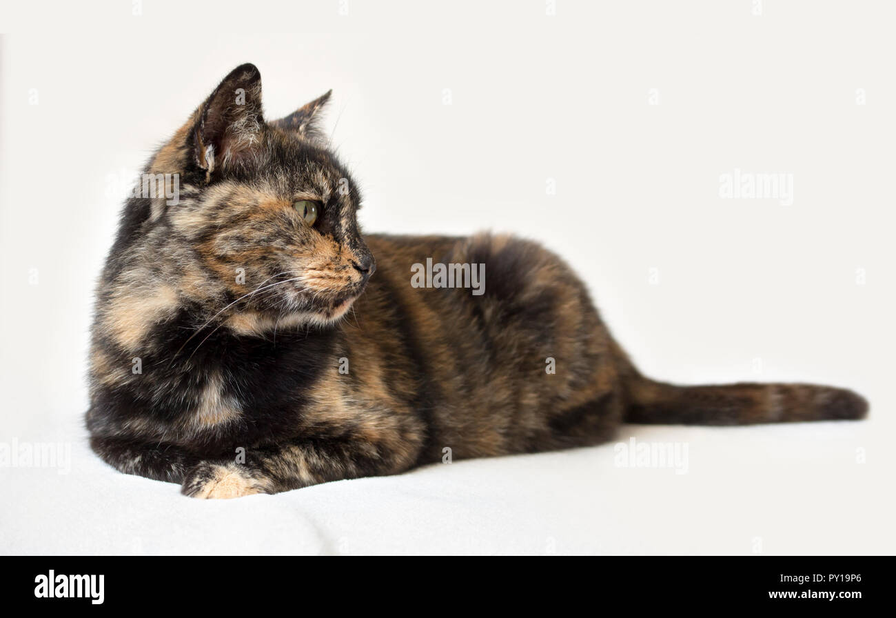 Senior tortoiseshell cat lying down and looking attentively to the right. Isolated cat in white background. Stock Photo