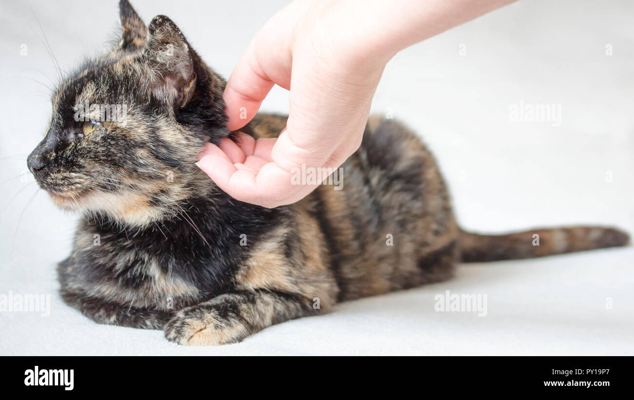 Relaxed senior tortoiseshell cat enjoys being petted by female hand. Womans hand petting cat in white background. Stock Photo