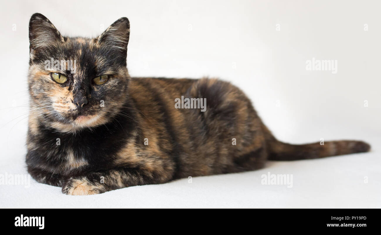 Senior tortoiseshell cat looking at camera and judging. Cat with piercing yellow eyes against white background. Stock Photo