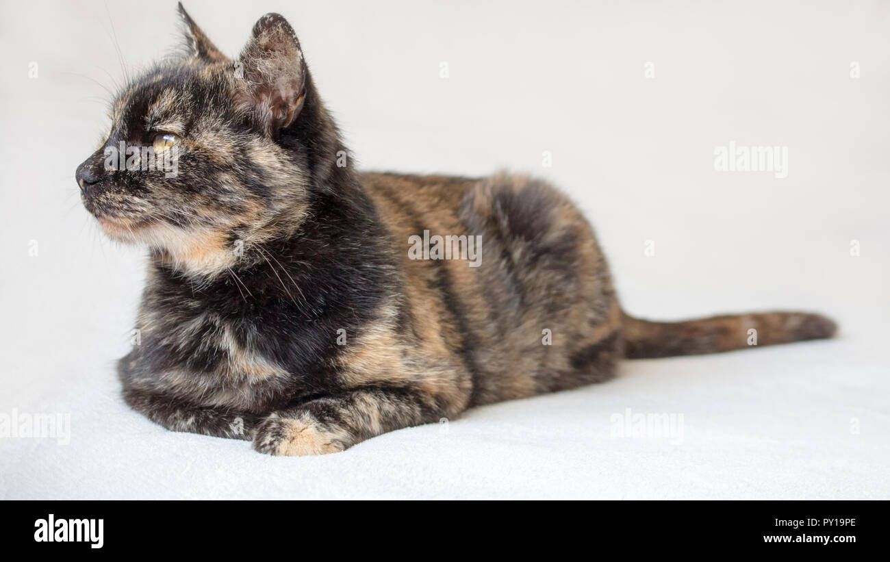 Relaxed and sleepy senior tortoiseshell cat lying down and looking to the left. Isolated cat in white background. Stock Photo