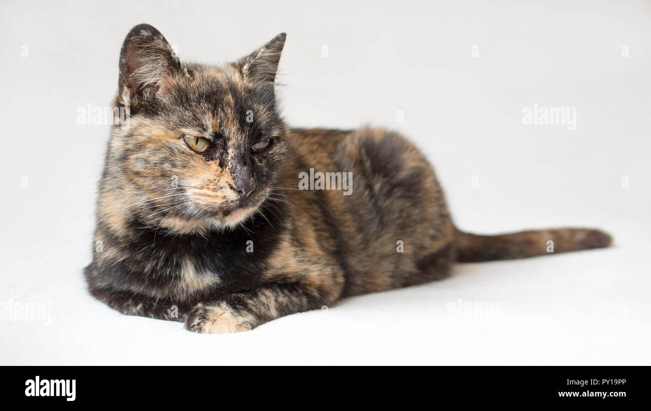 Annoyed looking tortoiseshell cat staring displeased at something outside camera view. Isolated cat in white background. Stock Photo