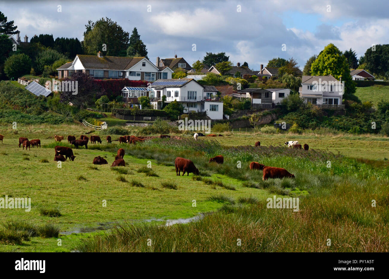 Cattle, stream, and view into the village from RSPB Darts Farm nature walk. Stock Photo