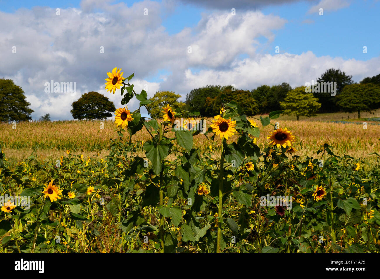 Field of Sunflowers at RSPB Darts Farm nature walk. Stock Photo