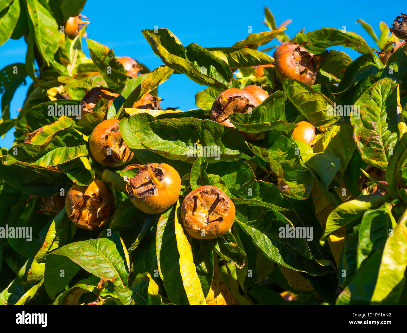 Mespilus germanica, known as the medlar or common medlar, is a small tree, and the name of the fruit growing in Helmsley Walled Garden North Yorkshire Stock Photo