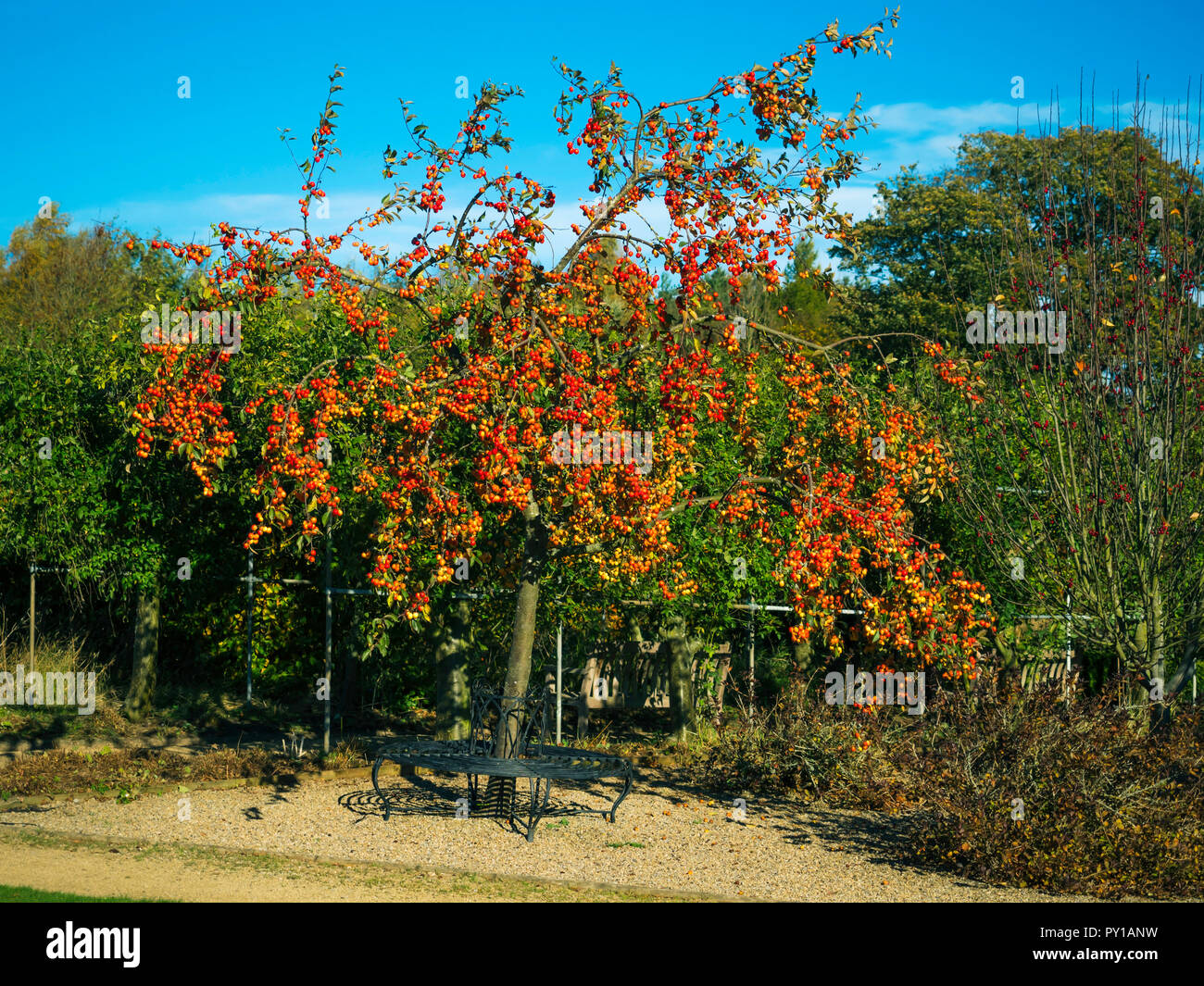 A Crab Apple tree with a seat fitted around its trunk in autumn covered