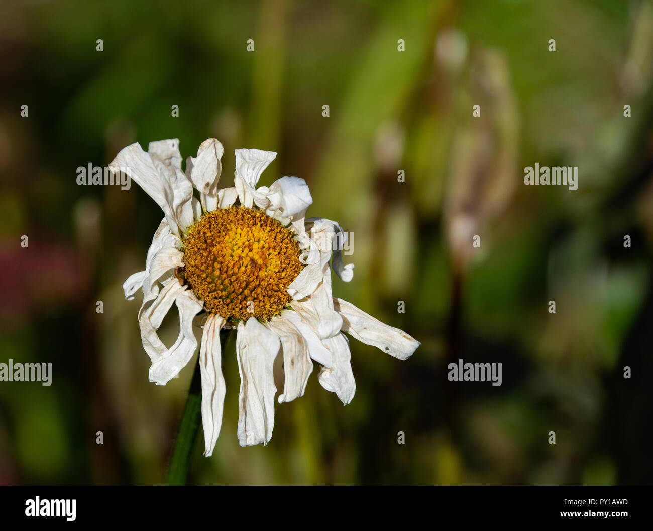 A wilted Shasta daisy, Leucanthemum superbum, in a garden in Speculator, NY USA at the end of the season in autumn. Stock Photo