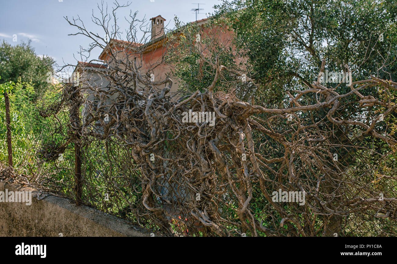 Vines growing old fence hi-res stock photography and images - Alamy