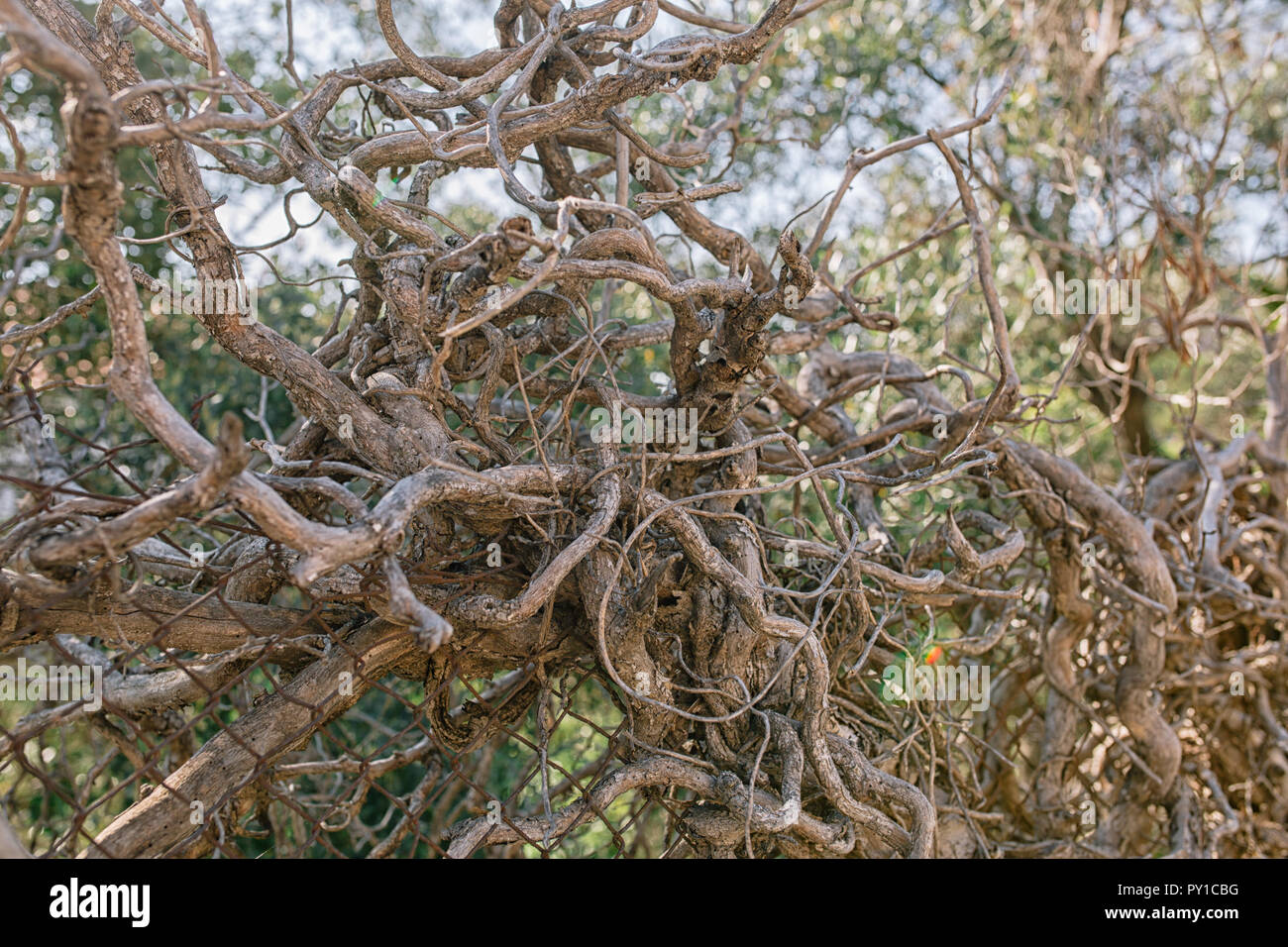 Dry vines clearance