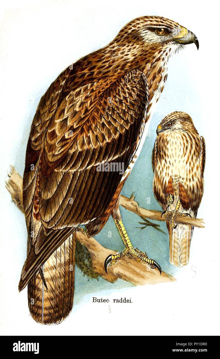 Raddei hi-res stock photography and images - Alamy