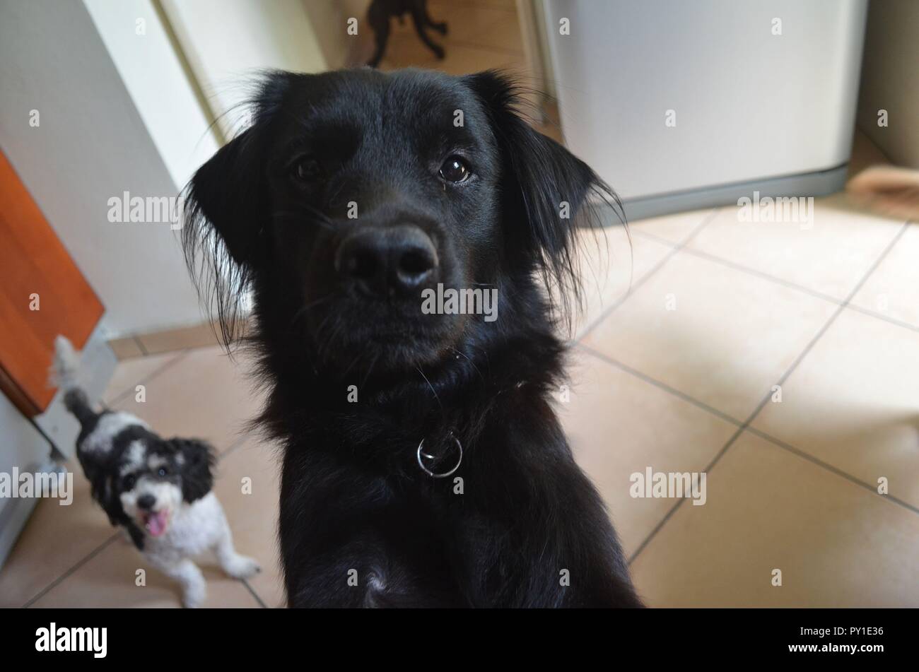 A golden retriever and chow chow mix dog waiting to be fed. Stock Photo