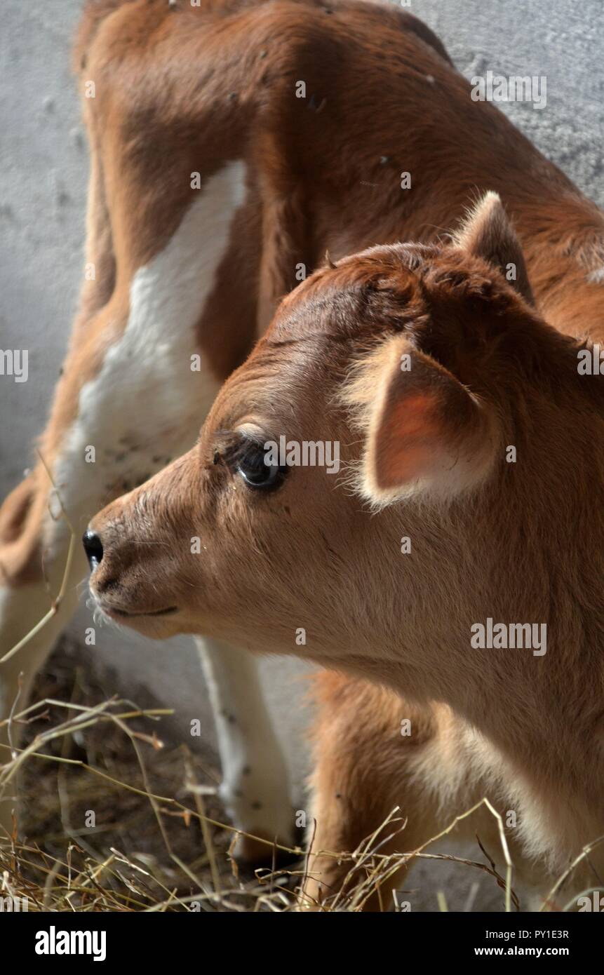 A small calf looking at the people nearby with curiosity. Stock Photo