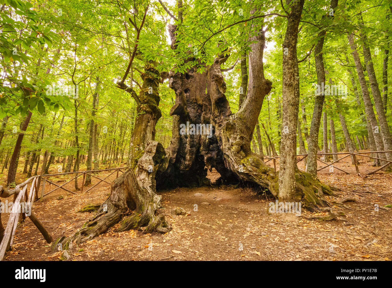 The Castanar de El Tiemblo is a protected area in central Spain where the chestnut trees are the main attraction. Stock Photo