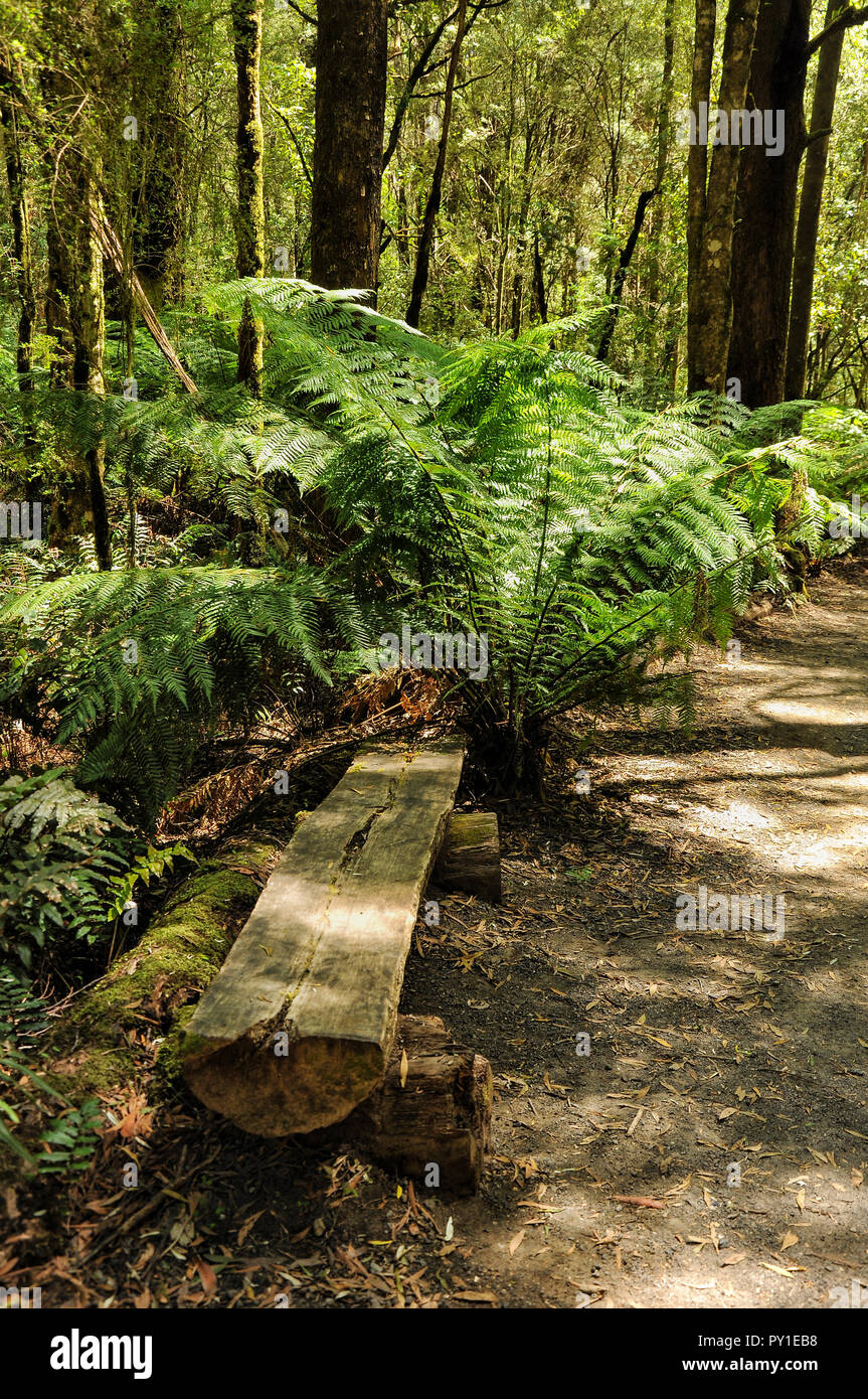 Great Otway National Park. Otway fly tree top walk. Walk among the tops ...