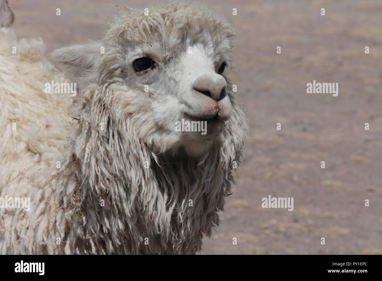 content alpaca face Stock Photo