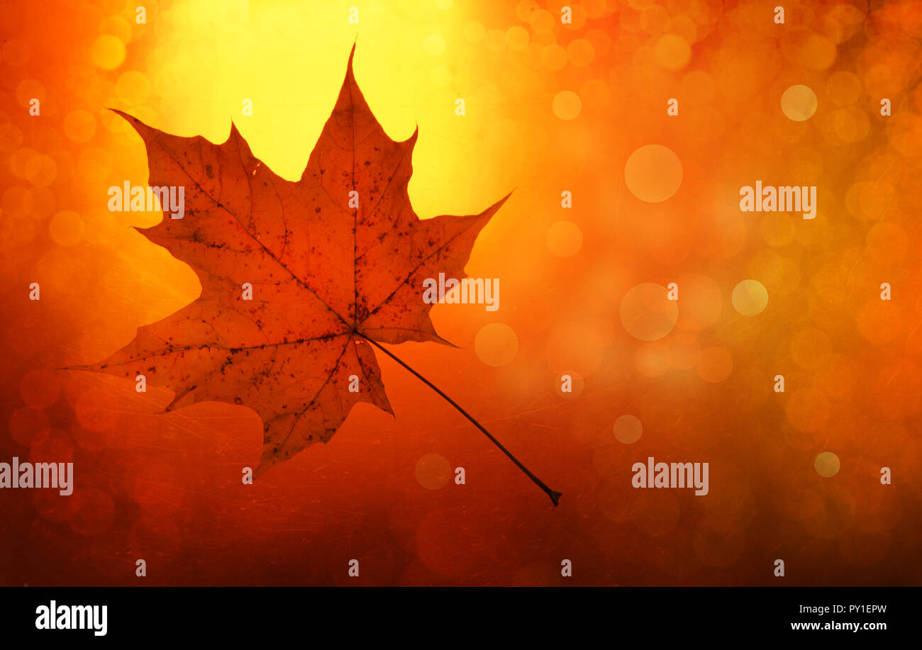 Yellow orange maple leaves hi-res stock photography and images - Alamy