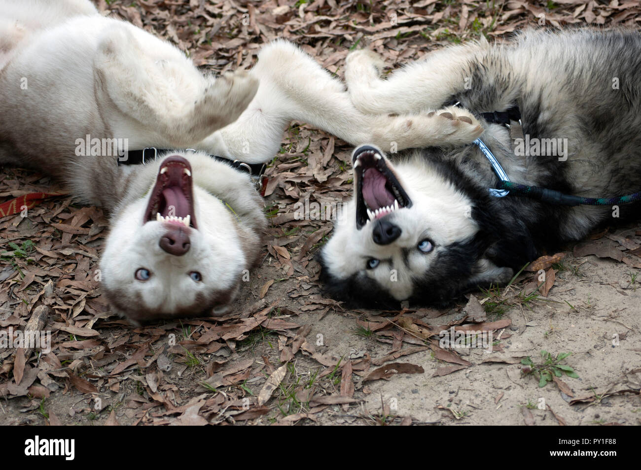 Siberian huskies laughing and playing Stock Photo