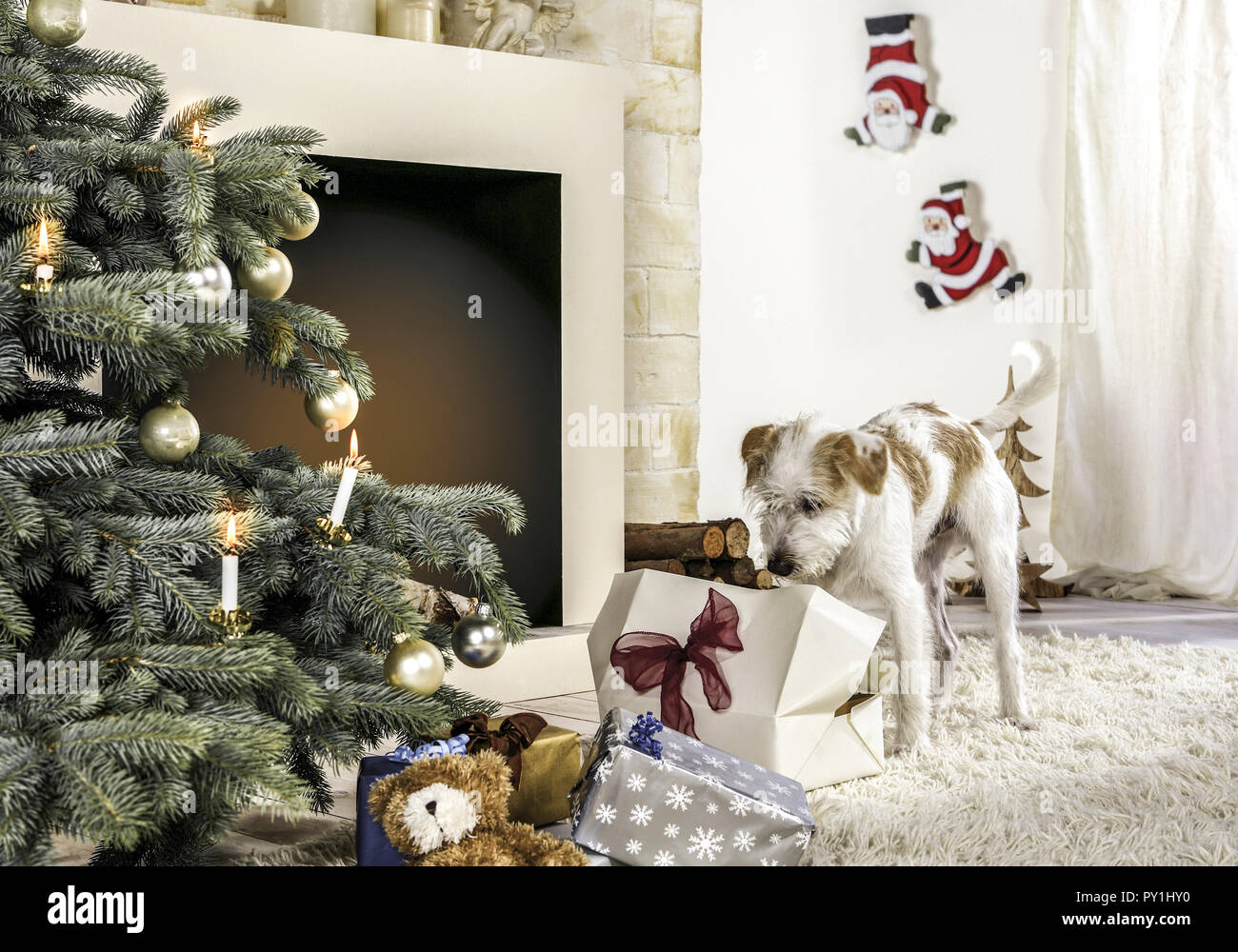 Hund an Paeckchen neben Weihnachtsbaum Stock Photo